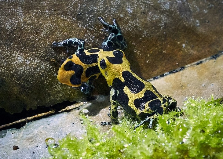Brightly colored, Strange and odd-looking fascinating species of frogs and toads, Mimic Poison Frog (Ranitomeya imitator)