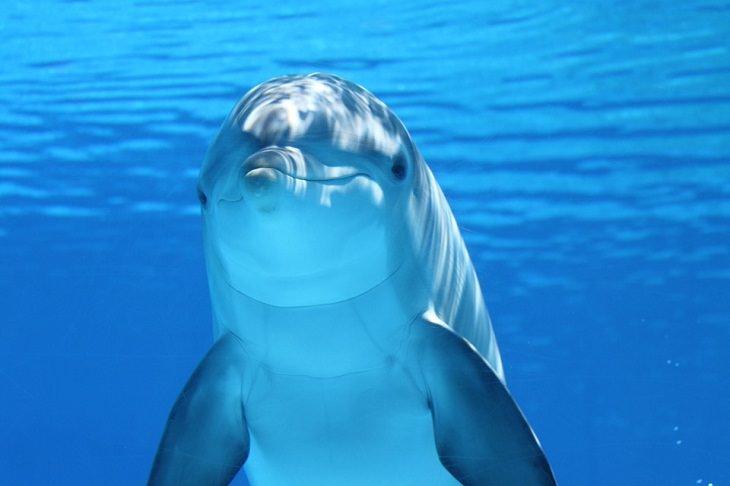 Animal Stereotypes dolphins smile