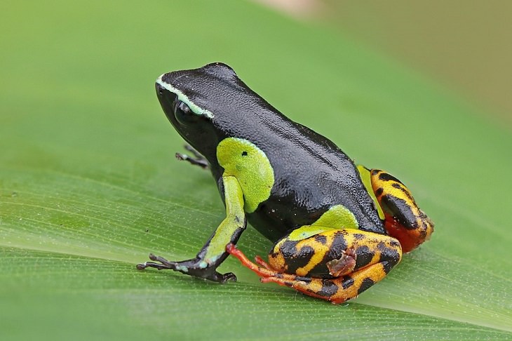 Brightly colored, Strange and odd-looking fascinating species of frogs and toads, Variegated golden frog (Mantella baroni)