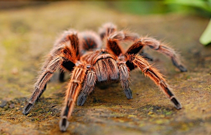 Animal Stereotypes spiders bite