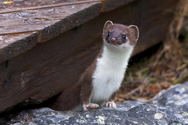 Animal Stereotypes weasel sneaky