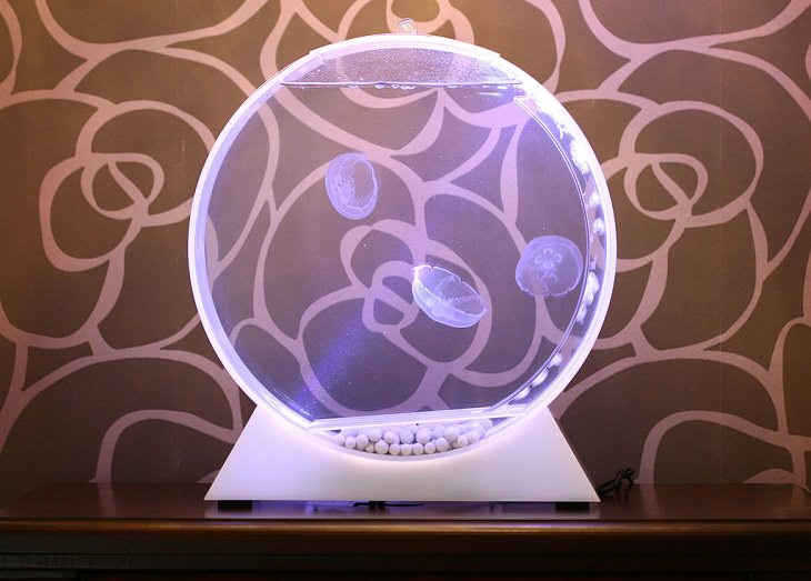 Creative and Unusual Aquariums with an interesting design, a kreisel tank specifically designed for housing jellyfish