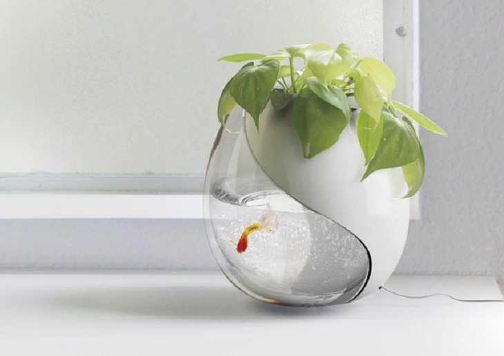 Creative and Unusual Aquariums with an interesting design, one pot, two lives, aquarium that is also a pot for a plant