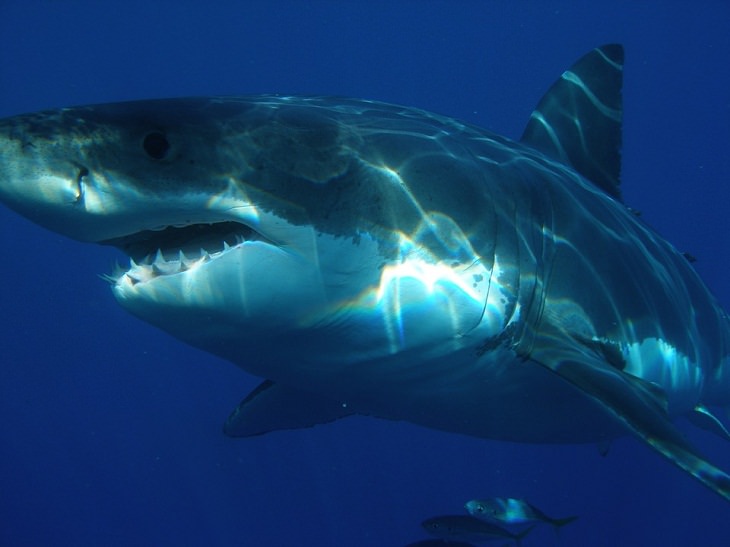 Animal Senses Shark Lorenzini jelly