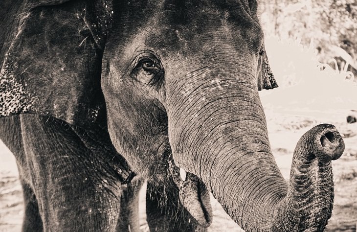 Animal Senses Elephants Super Smell: