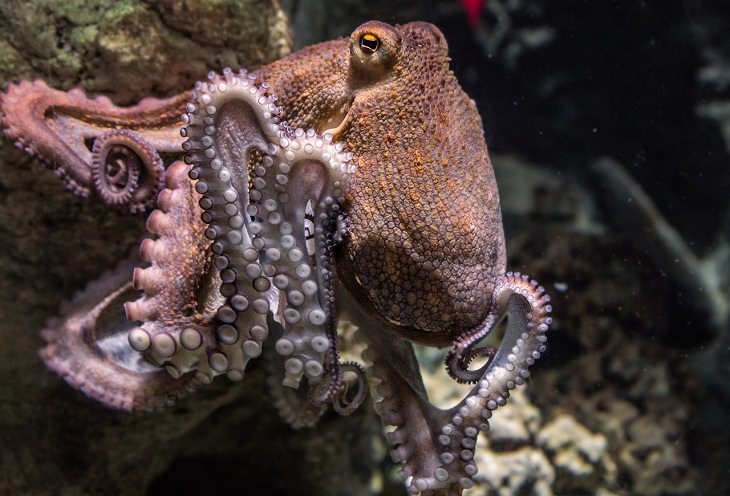 Animal Senses Octopus Polarization