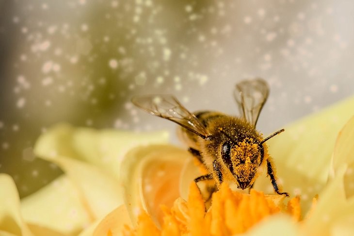 Animal Senses Honey Bees Magnetism