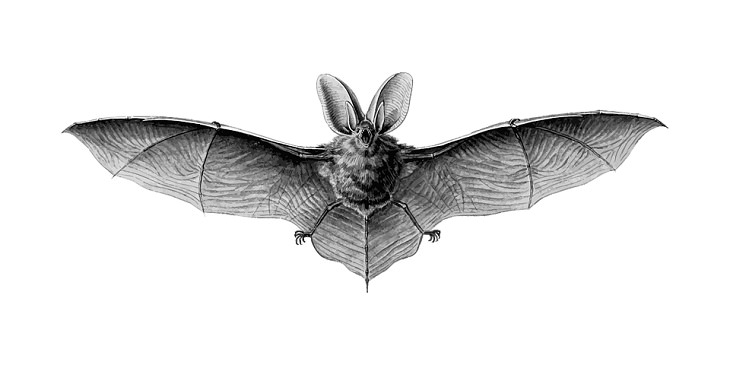 Animal Senses Bats Echolocation