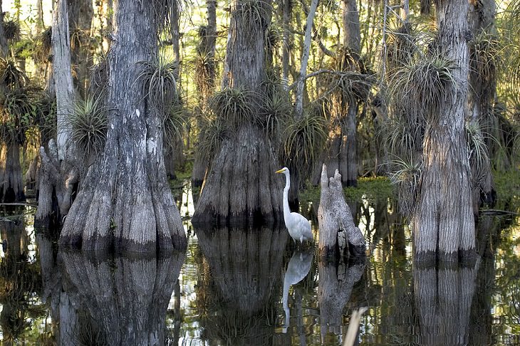 Incredible destinations, structures, monuments, and natural landscapes listed as UNESCO World Heritage Sites, Everglades National Park, Miami-Dade, Monroe, and Collier counties, Florida