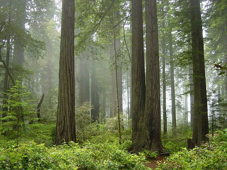 Incredible destinations, structures, monuments, and natural landscapes listed as UNESCO World Heritage Sites, Redwood National and State Parks, Humboldt and Del Norte counties, California