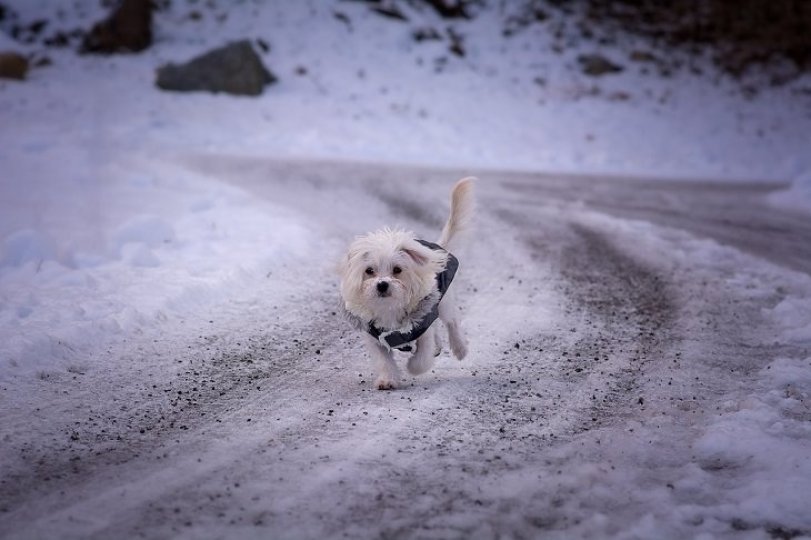 Helpful Winter Life Hacks On a Budget for dealing with Ice, Frost and Snow, dog running in snow, covered in salt which can cause skin crackling