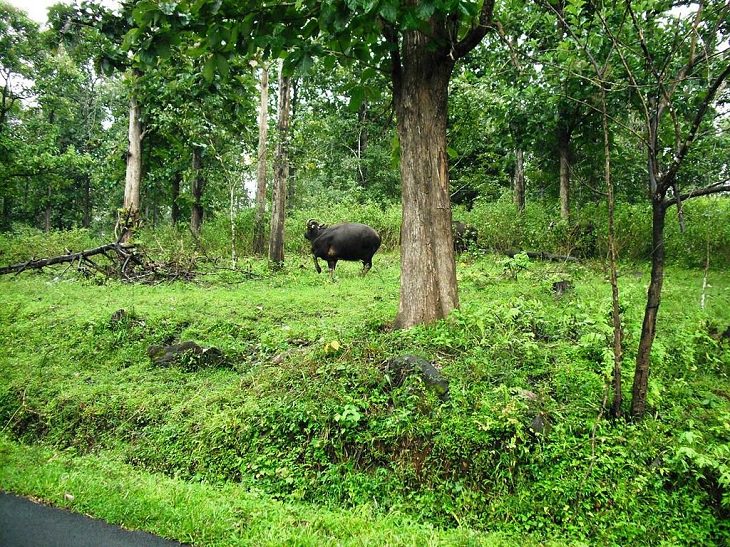 Sights and must-see destinations in the tourist state in India, Kerala, also known as God’s Own Country, Buffalo graze in Wayanad Wildlife Sanctuary