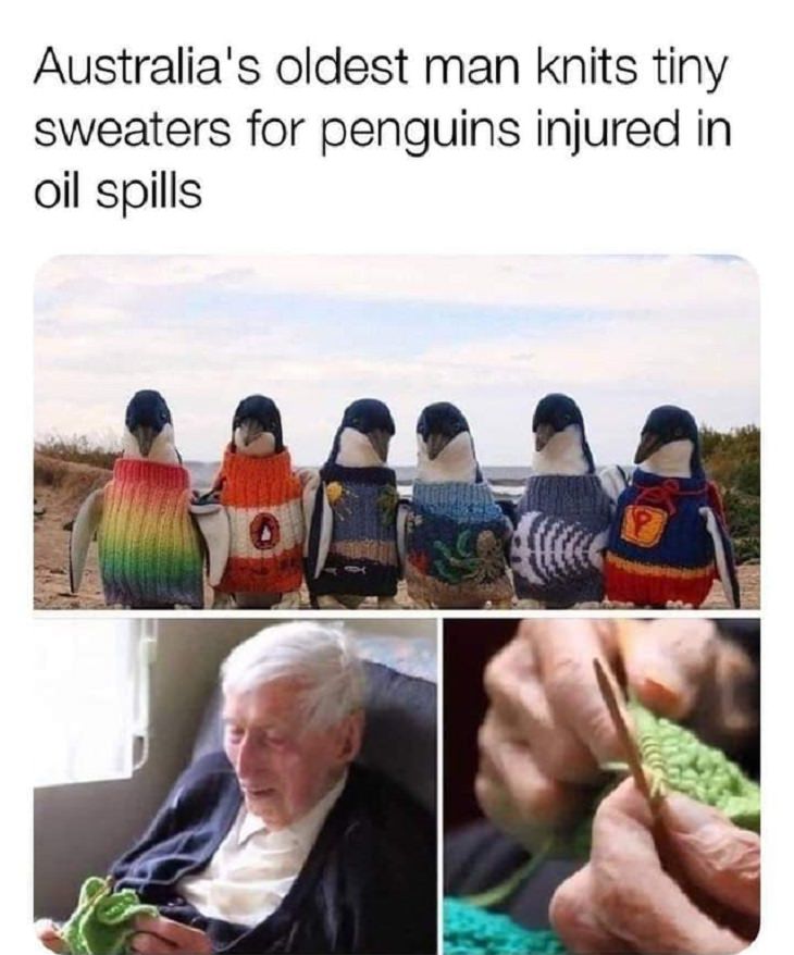 Wholesome and heartwarming pictures and stories, oldest man in Australia knits sweaters for penguins injured by oil spill