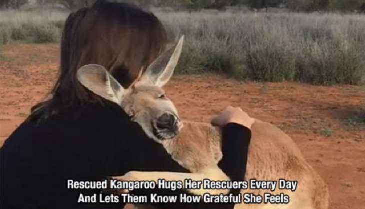 Wholesome and heartwarming pictures and stories, a kangaroo hugs its rescuers everyday in gratitude