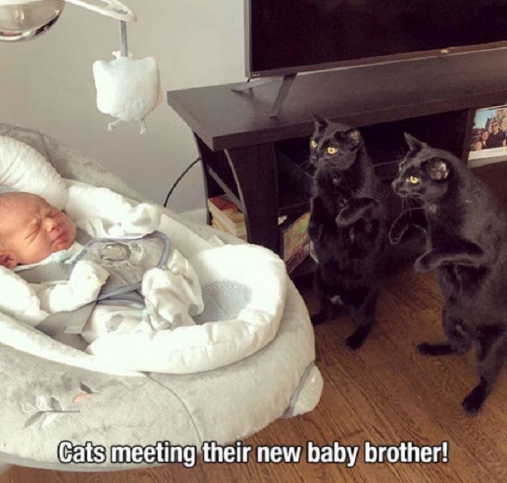 Wholesome and heartwarming pictures and stories, two black cats meeting their “brother”, a baby