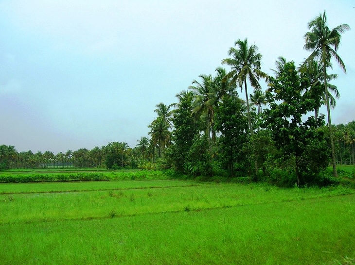 Sights and must-see destinations in the tourist state in India, Kerala, also known as God’s Own Country, The Paddy Fields of Thrissur district