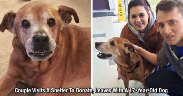 Wholesome and heartwarming pictures and stories, couple goes to shelter to donate and adopts a 17 year old dog
