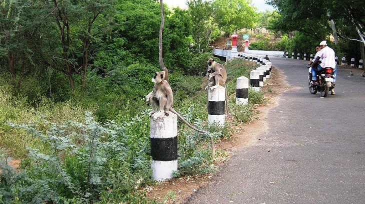 Sights and must-see destinations in the tourist state in India, Kerala, also known as God’s Own Country, Monkeys gaze into the forests of Chinnar Wildlife Sanctuary, which houses the endangered Giant Grizzled Squirrel