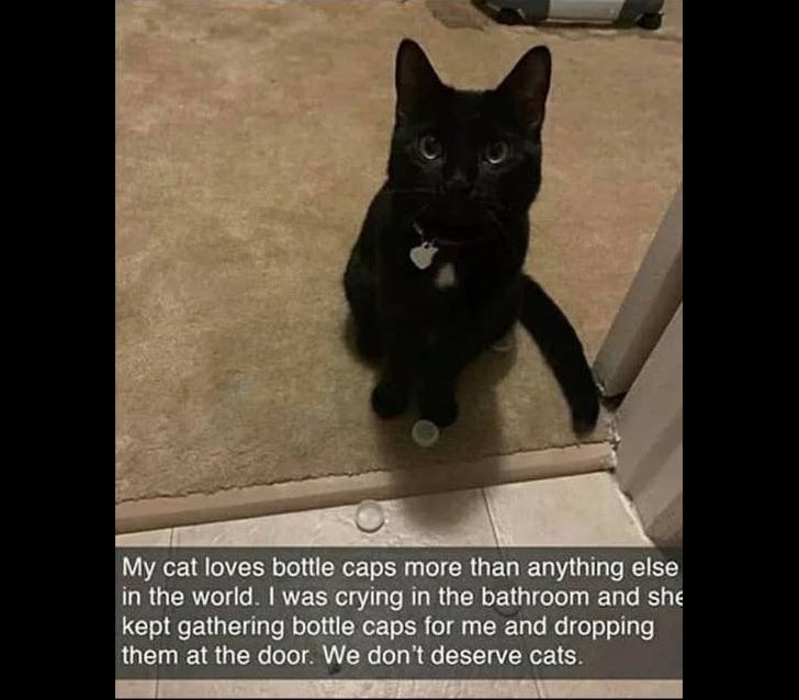 Wholesome and heartwarming pictures and stories, cat collecting bottle caps to give her owner to make her feel better