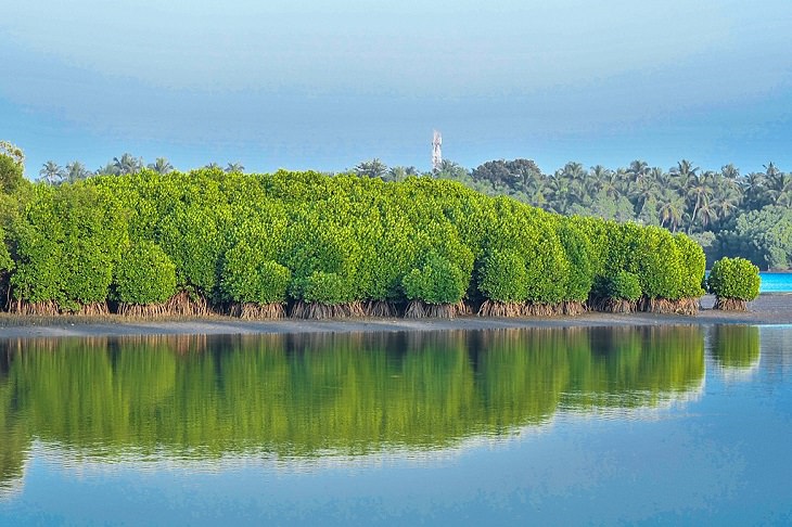 Sights and must-see destinations in the tourist state in India, Kerala, also known as God’s Own Country, One of Kannur’s many beautiful Mangrove forests