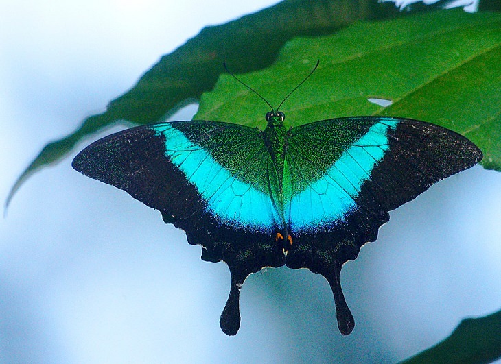 Sights and must-see destinations in the tourist state in India, Kerala, also known as God’s Own Country, A Malabar banded peacock, the state butterfly of Kerala, is seen resting on a plant in Kannur’s sacred grove, Chamakkav