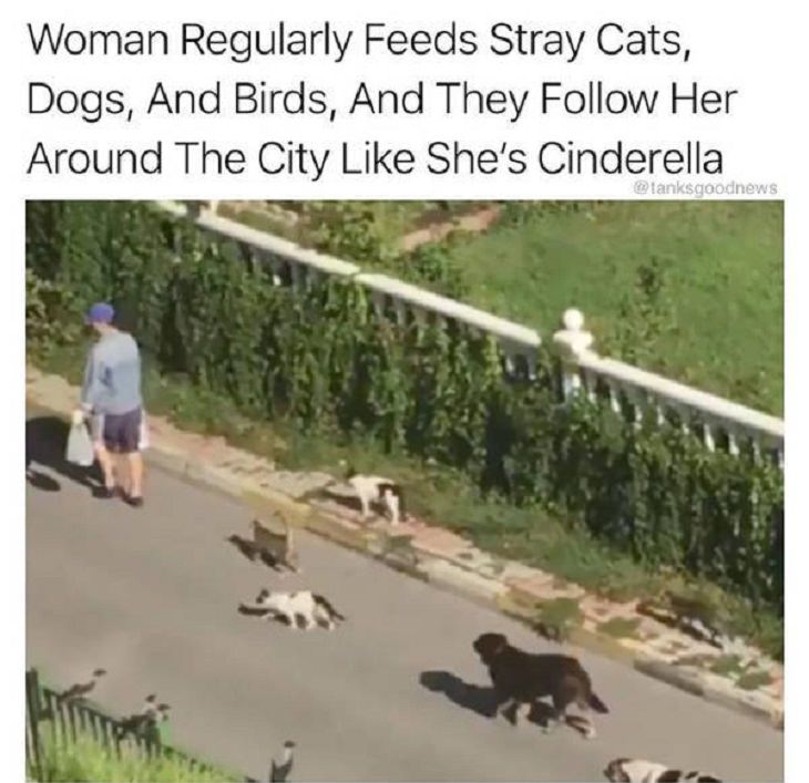 Wholesome and heartwarming pictures and stories, woman feeds stray animals who follow her around the city like cinderella