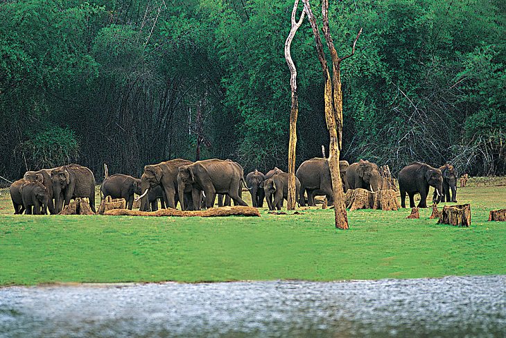 Sights and must-see destinations in the tourist state in India, Kerala, also known as God’s Own Country, A look inside Periyar National Park and Tiger Reserve in Thekkady