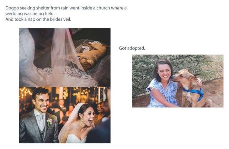 Wholesome and heartwarming pictures and stories, Bride discovers a dog sleeping on her veil and decides to adopt it!