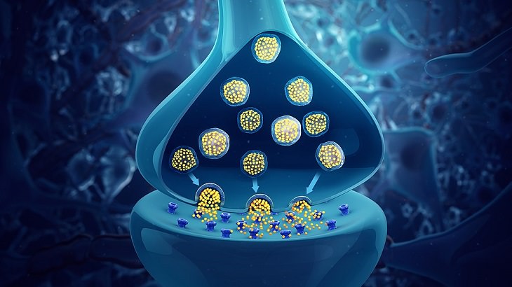 New study links p11 protein to stress response regulation for potential treatment of chronic stress, close-up diagram of a neurotransmitter