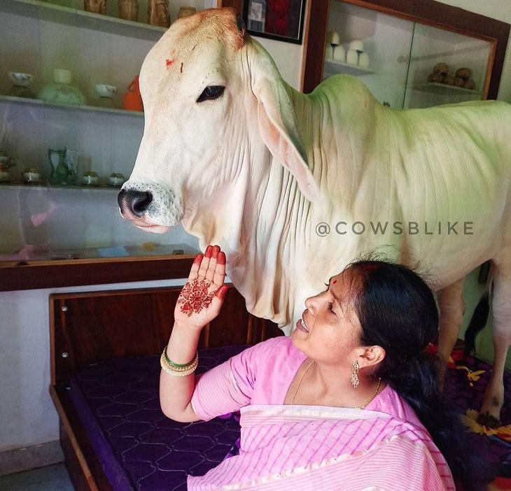 Photographs of cows being cute and funny like dogs, Women in pink saree sitting on sofa talking to big white cow standing behind her