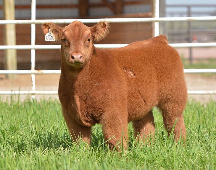 Photographs of cows being cute and funny like dogs, Light brown extremely furry adult cow