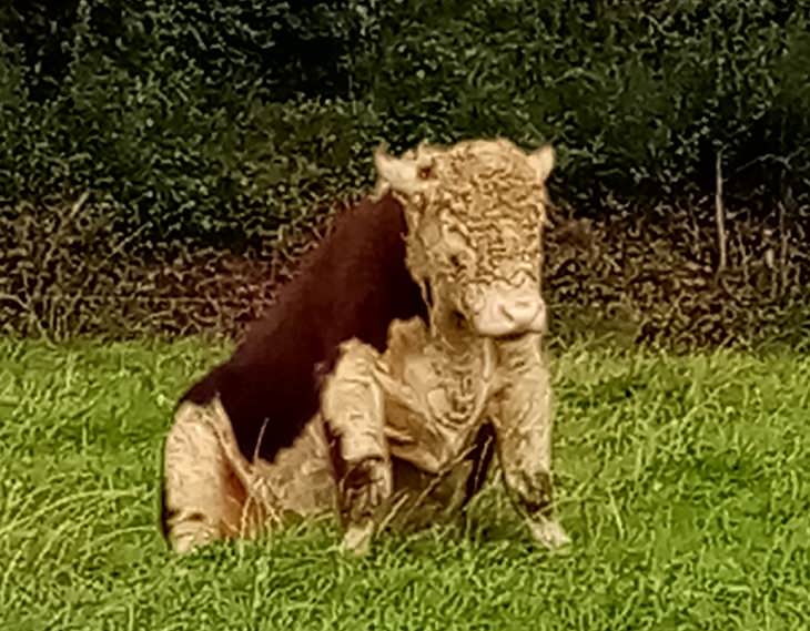 Photographs of cows being cute and funny like dogs, Brown and white cow sitting on grass like a dog