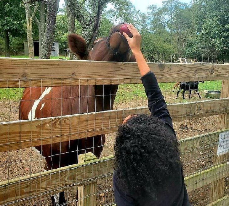 Photographs of cows being cute and funny like dogs, Large black cow with its head raised licking the hand of a dark haired woman in a black top