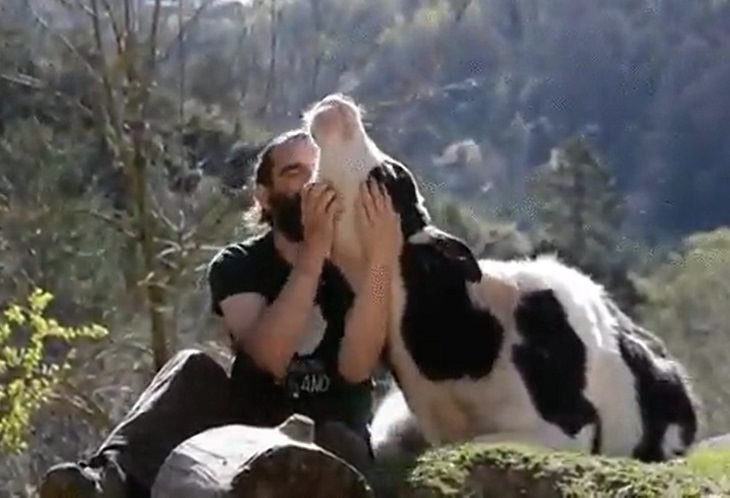 Photographs of cows being cute and funny like dogs, Man hugging and scratching black and white cows neck while sitting outside