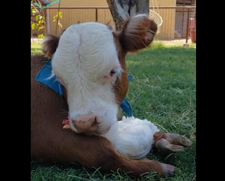 Photographs of cows being cute and funny like dogs, Brown and white cow hugging a chicken between his front legs