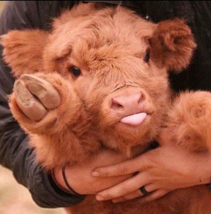 Photographs of cows being cute and funny like dogs, Person holding extremely fluffy small brown cow