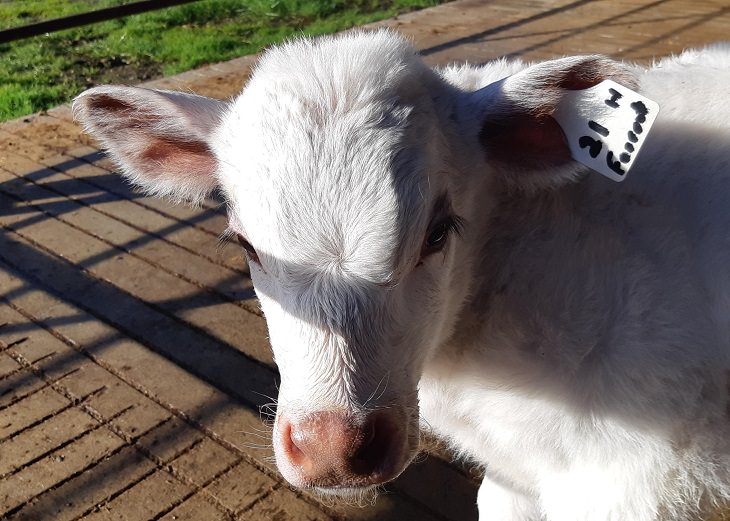 Photographs of cows being cute and funny like dogs, Small white cow with big eyelashes sitting down