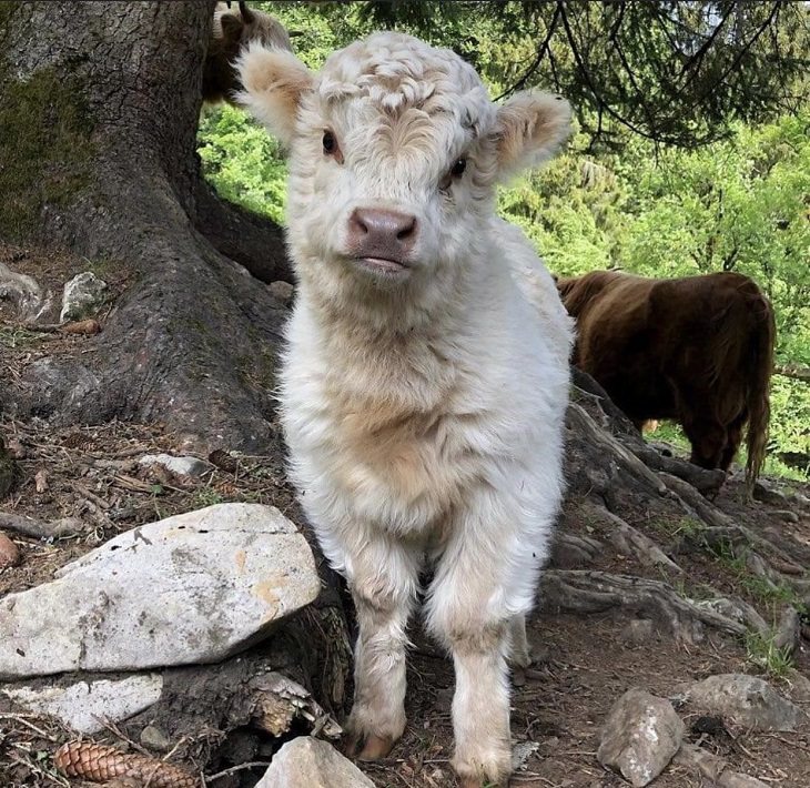 Photographs of cows being cute and funny like dogs, Fluffy white highland cow calf standing