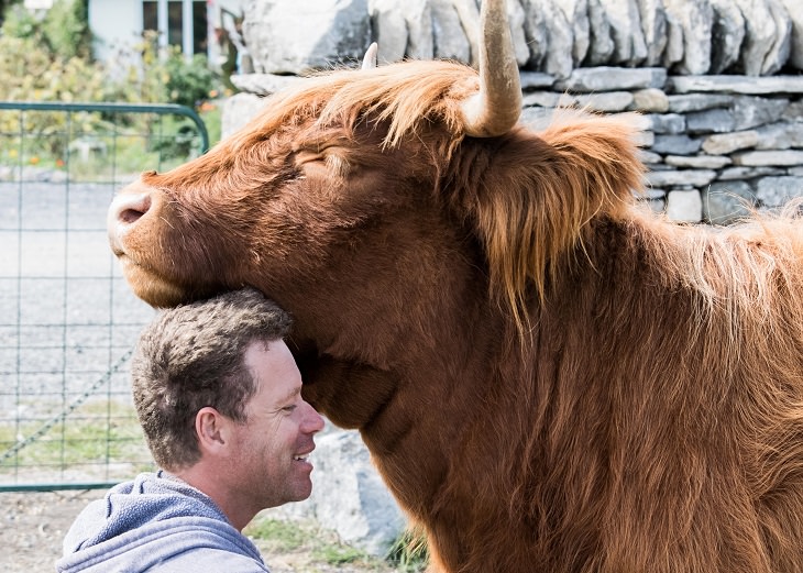 Photographs of cows being cute and funny like dogs, Large brown hairy bull with eyes closed, resting its head on the head of a smiling man