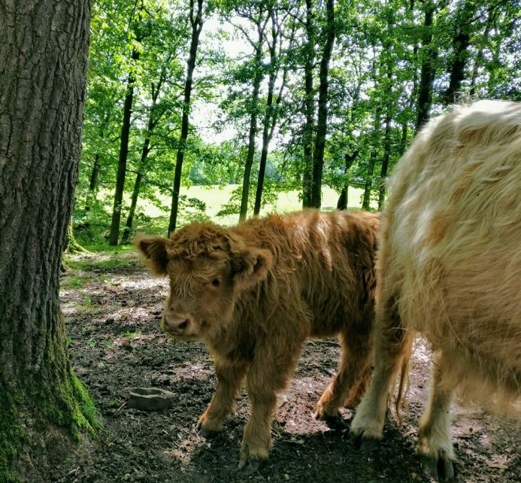 Photographs of cows being cute and funny like dogs, Small brown furry calf behind white cow