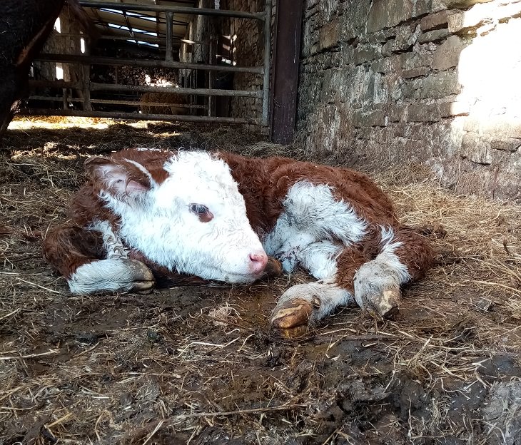 Photographs of cows being cute and funny like dogs, Small brown and white bull calf lying down in hay