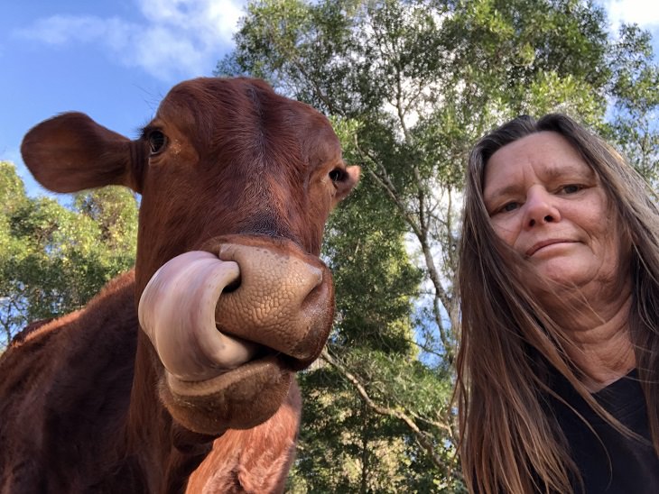 Photographs of cows being cute and funny like dogs, Woman with long light brown hair taking selfie with brown cow that has its tongue in its nose