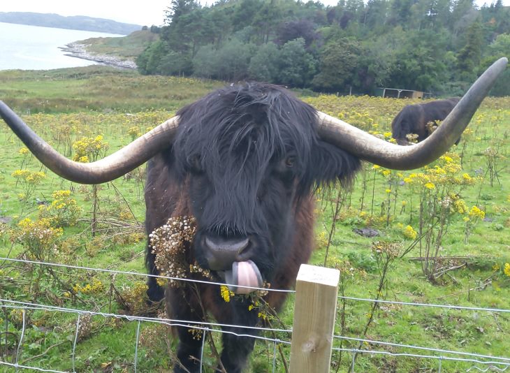 Photographs of cows being cute and funny like dogs, Black bull with long wide horns holding flowers and grass in its mouth with its tongue sticking out
