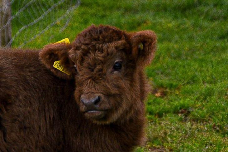 Photographs of cows being cute and funny like dogs, Closeup of fluffy dark brown 1 week old calf