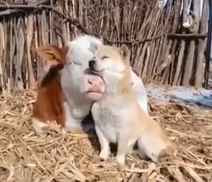 Photographs of cows being cute and funny like dogs, Brown and white cow next to shibu dog that is resting its mouth on its snout affectionately