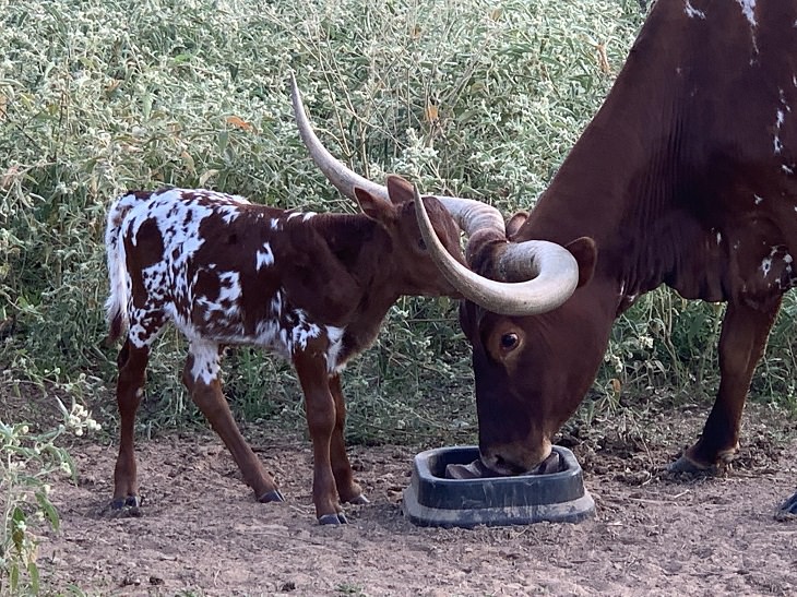 Photographs of cows being cute and funny like dogs, Small brown calf nudging the head of mother cow with large horns as she drinks water