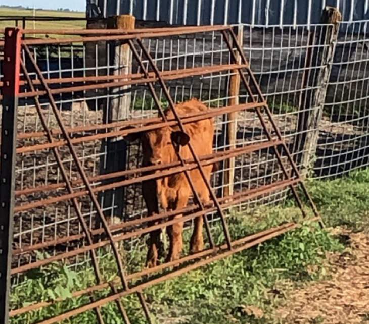 Photographs of cows being cute and funny like dogs, Brown calf hiding behind fence