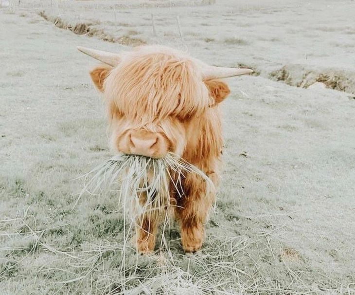 Photographs of cows being cute and funny like dogs, Light brown baby cow chewing on hay