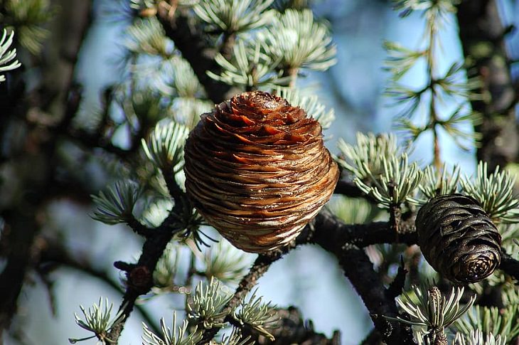 Natural remedies for bug repellents and getting rid of pests in the house and outside, Essential oil Sprays, Cedarwood oil