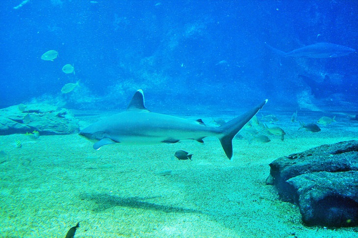 Fascinating facts about sharks, Grey shark swimming near the floor of a river